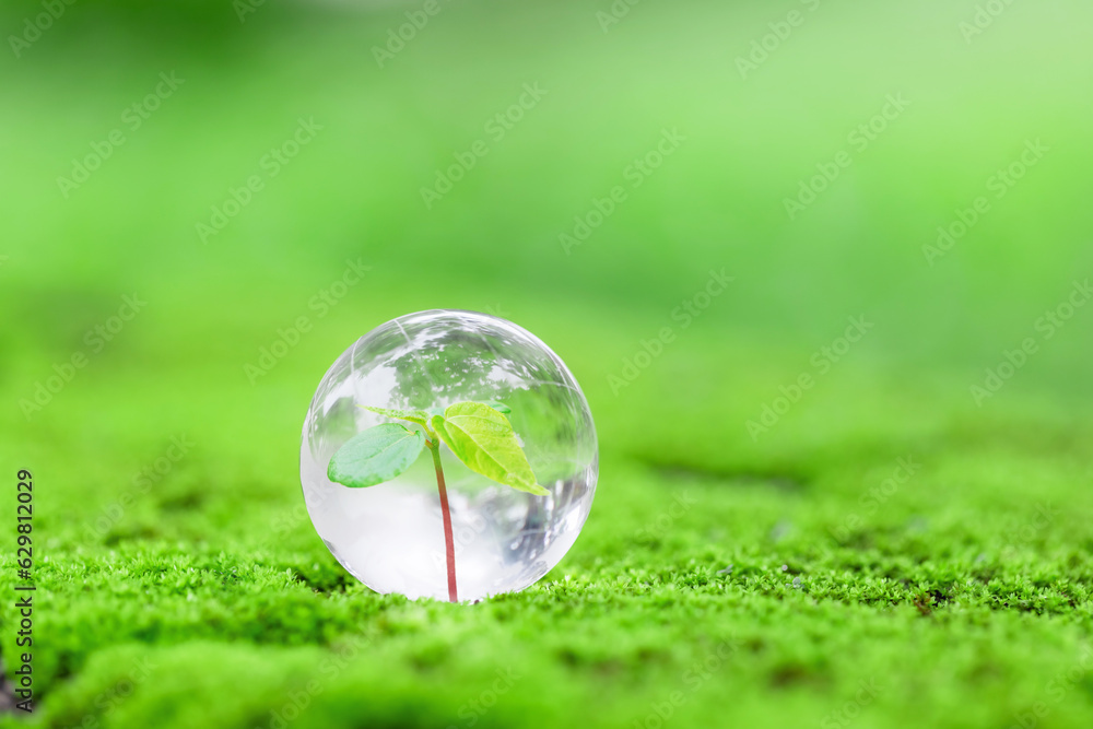 green plant growing in glass globe on nature for environment and conservation green plant growing in glass globe on nature for environment and conservation