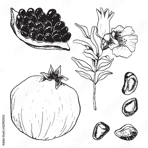 Pomegranates vector botanical illustration set with fresh juicy ripe, whole and cut pomegranate with seeds, flowers and branches for natural cosmetics or juice