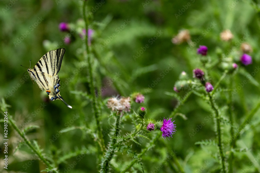 Segelfalter (Iphiclides podalirius) Segelfalter (Iphiclides podalirius)