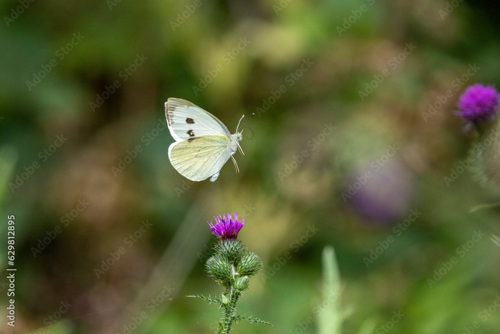 Großer Kohlweißling (Pieris brassicae)
Großer Kohlweißling (Pieris brassicae)