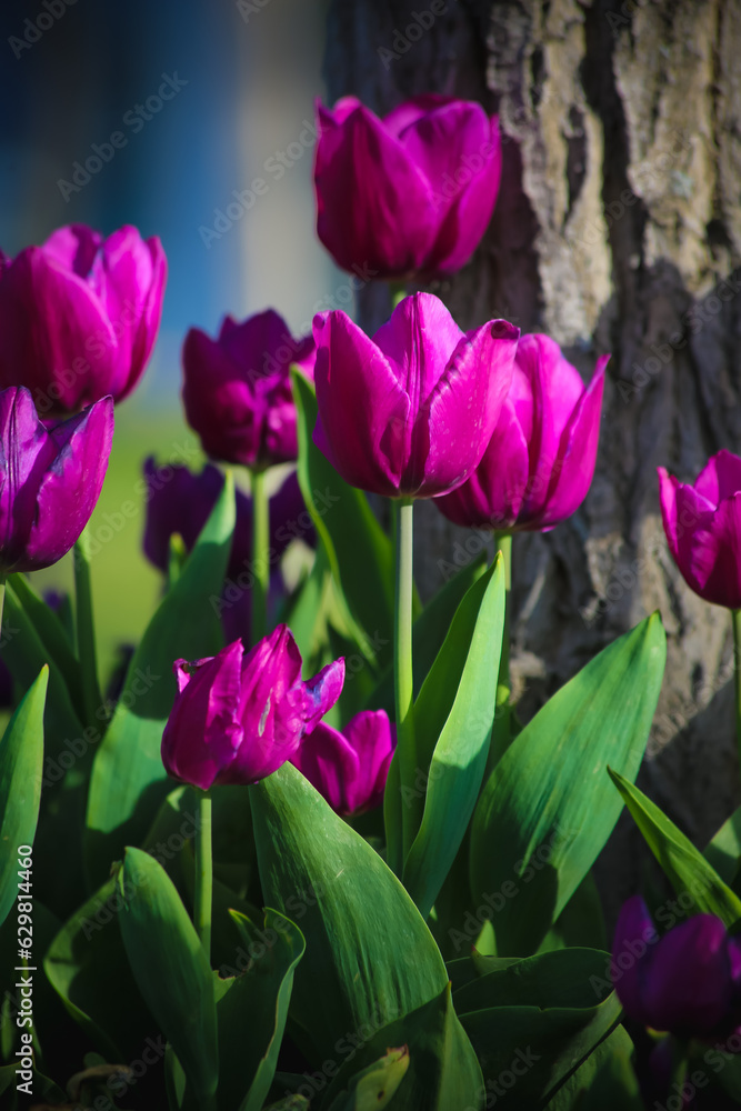 Beautiful purple tulips planted by roadsides and under trees on university campus