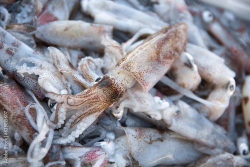 ヒイカ　squid　Loliolus (Nipponololigo) japonica