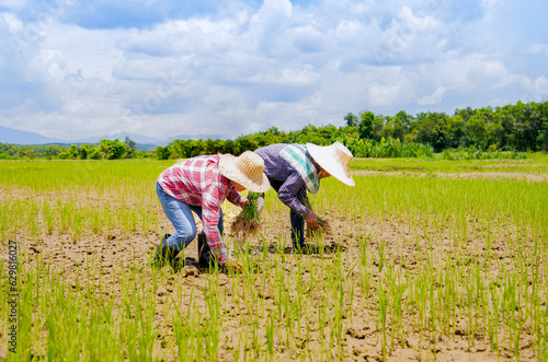 two female asian farmers planting young rice sprouts in the field on a sunny day,concept of seasonal rice planting on rainy season in Thailand