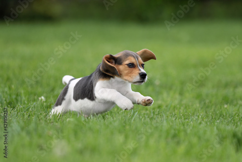 Fototapeta Naklejka Na Ścianę i Meble -  Cute beagle puppy running on grass