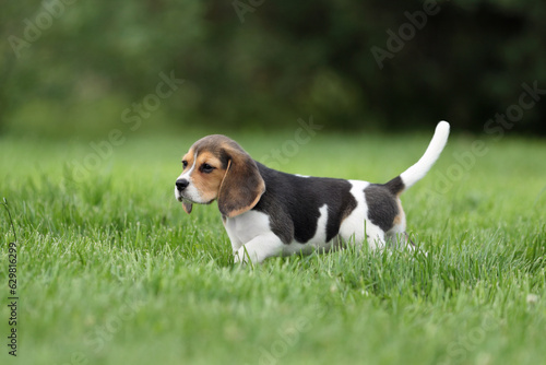 Cute beagle puppy walking in nature