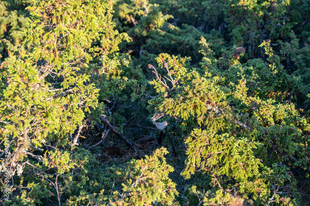 island landscape with junipers