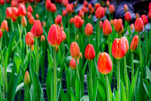 Tulip flower garden and many kinds of flowers © Anusha