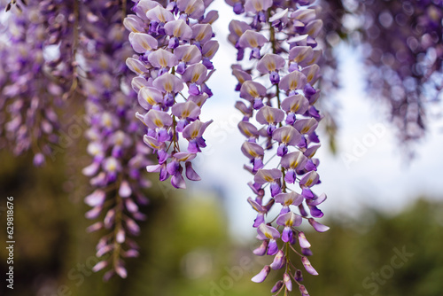 Blooming Wisteria Sinensis with classic purple flowers in full bloom in hanging racemes against a green background. Garden with wisteria in spring.
