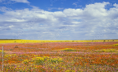 Wildflowers Near Niewoudtville