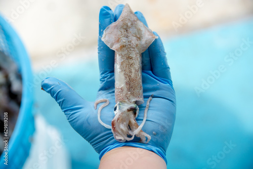 ヤリイカ　spear squid　Heterololigo bleekeri photo