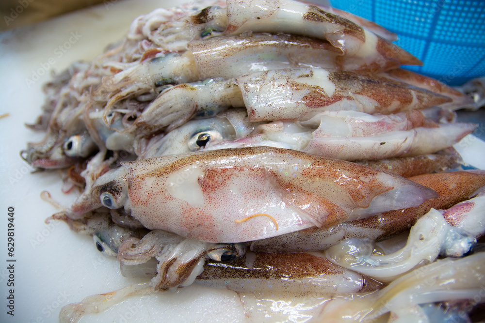 ヤリイカ spear squid Heterololigo bleekeri ヤリイカ spear squid Heterololigo bleekeri