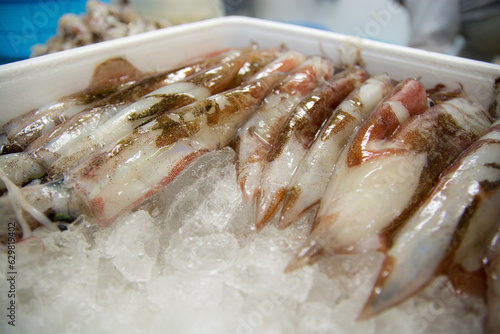 ヤリイカ　spear squid　Heterololigo bleekeri photo