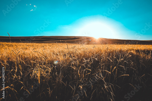 Fields of yellow wheat vetch at sunset