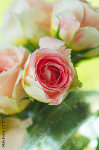 pink rose flowers on beautiful blur background.