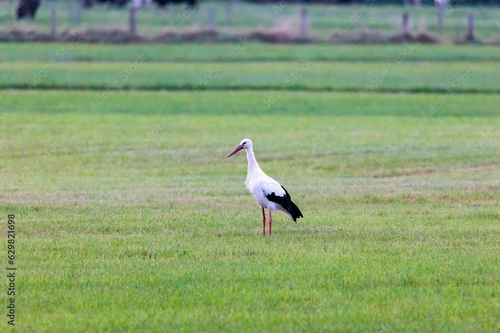 A white stork on a green meadow before departure to the south A white stork on a green meadow before departure to the south