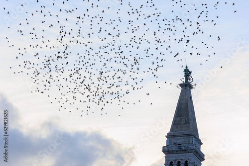 Canvas-taulu A flock of starlings flies in the evening as a migratory bird around the tower of the church of St