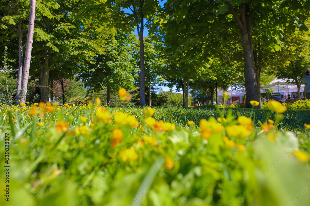 Obraz premium Tiny colorful wildflowers on the grass