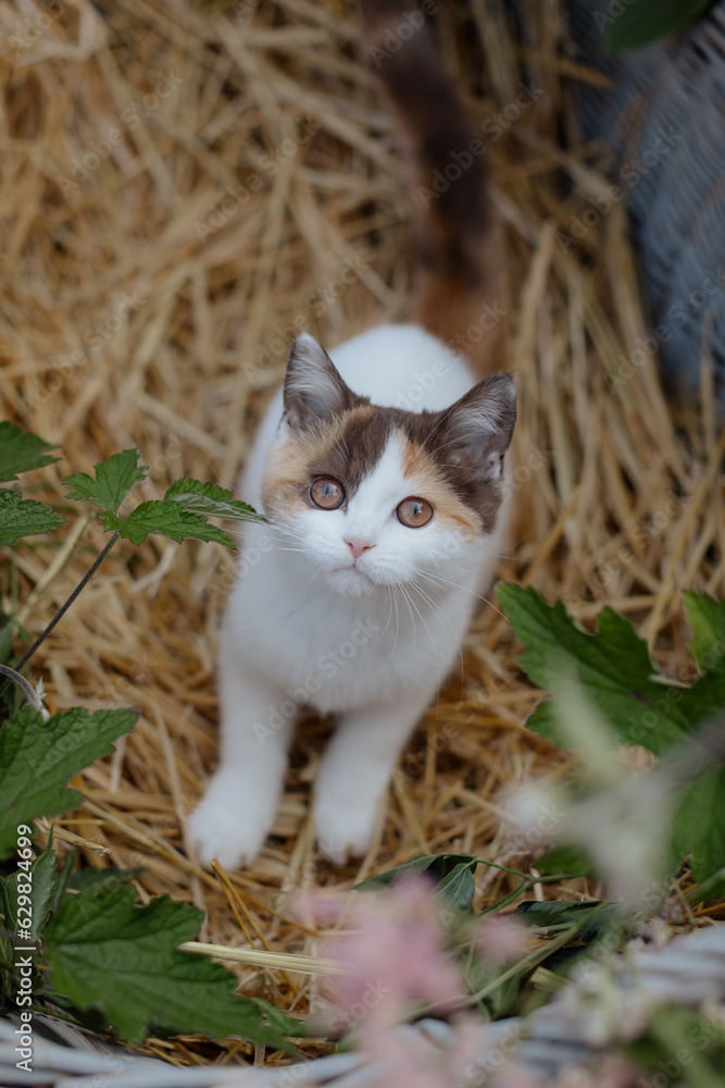 Katze im Sommer, Kätzchen spielt im Garten Katze im Sommer, Kätzchen spielt im Garten