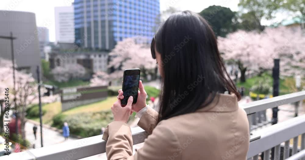 A portrait of Japanese woman shooting by smartphone behind cherry blossom bust shot A portrait of Japanese woman shooting by smartphone behind cherry blossom bust shot