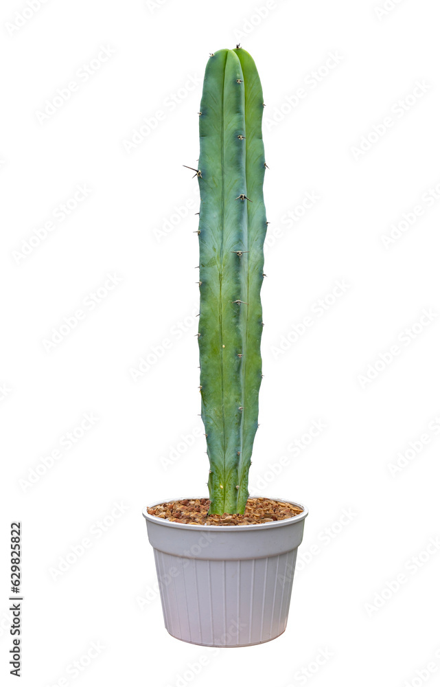 Miniature blue columnar Pilosocereus pachycladus tall cactus houseplant in pot isolated on white background for the small garden and drought tolerant plant Miniature blue columnar Pilosocereus pachycladus tall cactus houseplant in pot isolated on white background for the small garden and drought tolerant plant