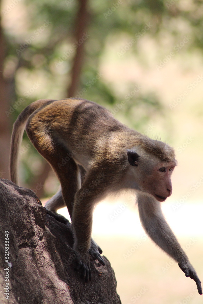 sri lankan monkey 