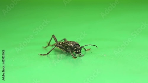 European House Borer (EHB) adult. Scientific name: Hylotrupes bajulus. Small longhorn beetle drinking a drop of water on green background. photo