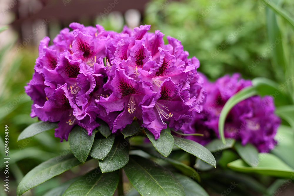 Purple flowers of the Rasputin rhododendron in the spring in the garden Purple flowers of the Rasputin rhododendron in the spring in the garden