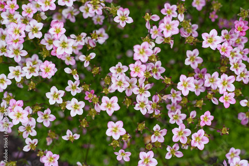 Pale pink saxifrage flowers bloom in spring in the garden