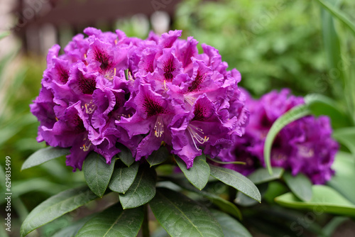 Purple flowers of the Rasputin rhododendron in the spring in the garden
