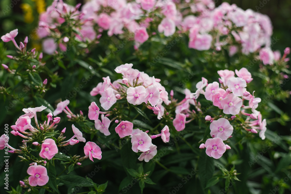 Gently pink flowers of panicled phlox in summer in the garden Gently pink flowers of panicled phlox in summer in the garden