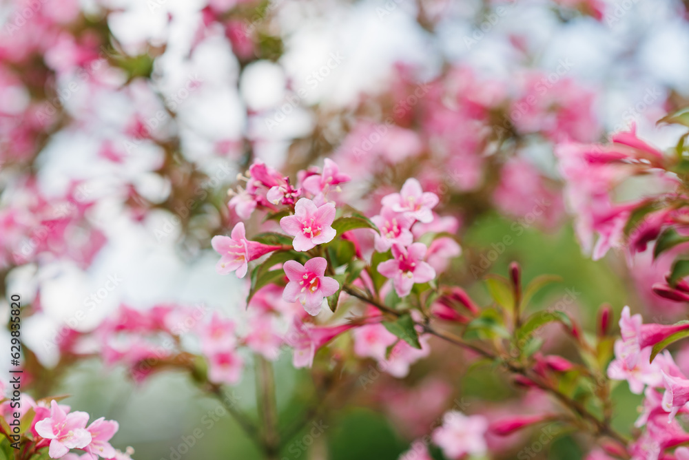 Pink weigela flowers in the garden in summer Pink weigela flowers in the garden in summer