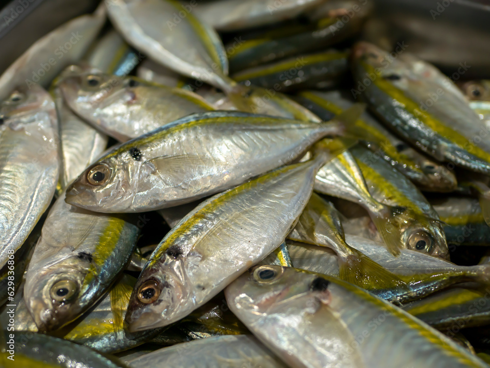 Fototapeta premium Fresh Yellow stripe trevally, thinscaled trevally fish in the supermarket in Yogyakarta, Indonesia