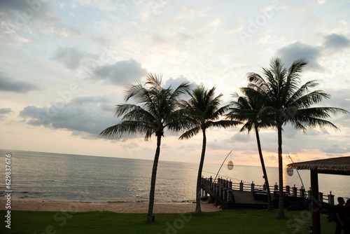 trees at sunset, coconut trees