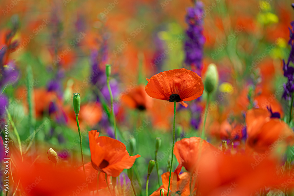 Fototapeta premium Flowers Red poppies bloom on a wild field. Beautiful field red poppies with selective focus.
