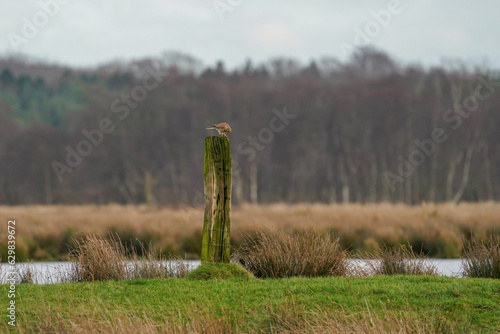 Beautiful bird of prey, falcon sits on a dry branch in search of prey. Bird watching, similar falcons, natural background, forest, water, lake