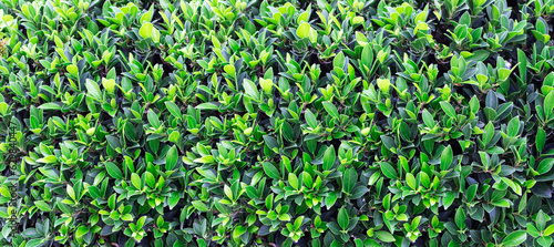Green wall background,plant background wall