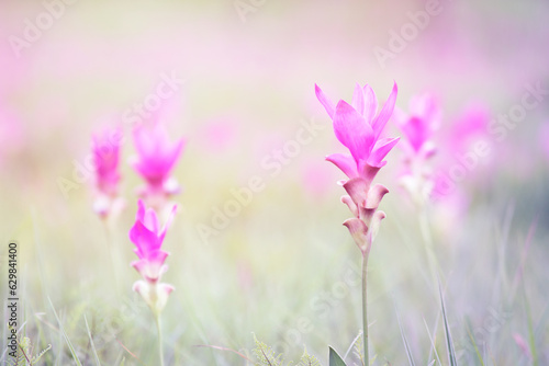 Closed up beautiful Kra Jeaw Flower, or Siames tulip over blur natural background in soft light pink tone