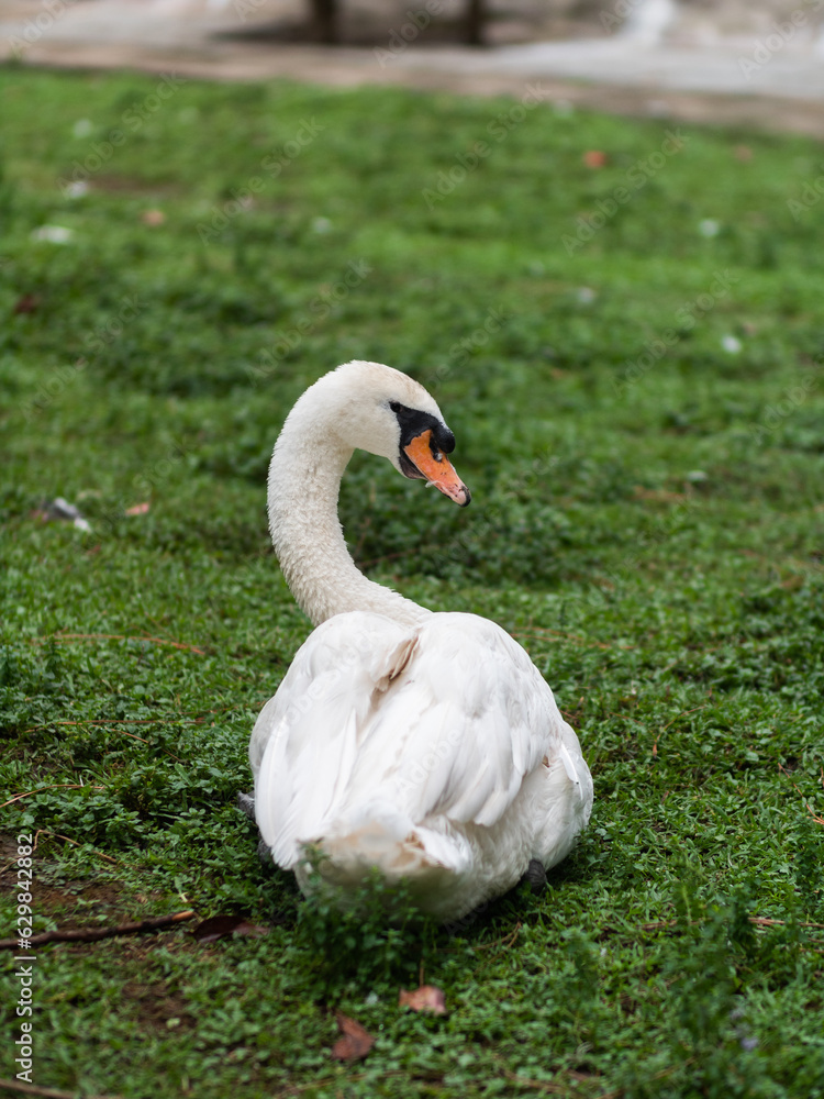 Fototapeta premium A white swan sits on the grass in the park and looks to the right 