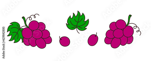 Set of hand-drawn grapes on a transparent background. Isolated vector illustration of juicy fruit