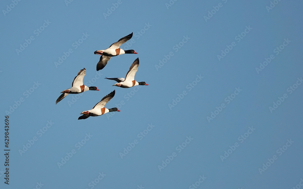 Obraz premium A low angle view of a small flock of shelduck in flight across a clear blue sky.