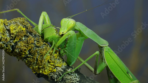 Sexual cannibalism, Close-up portrait of large female green praying mantis eats the male after mating on tree branch covered with lichen. Transcaucasian tree mantis (Hierodula transcaucasica)
