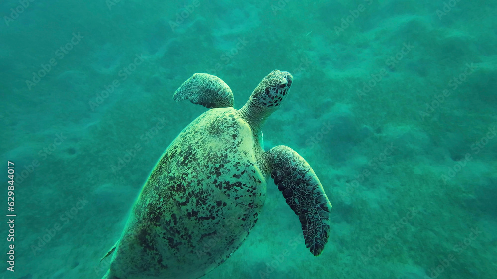 Obraz premium Green Sea Turtle (Chelonia mydas) swims from up to the surface of water in rays, Red sea, Egypt