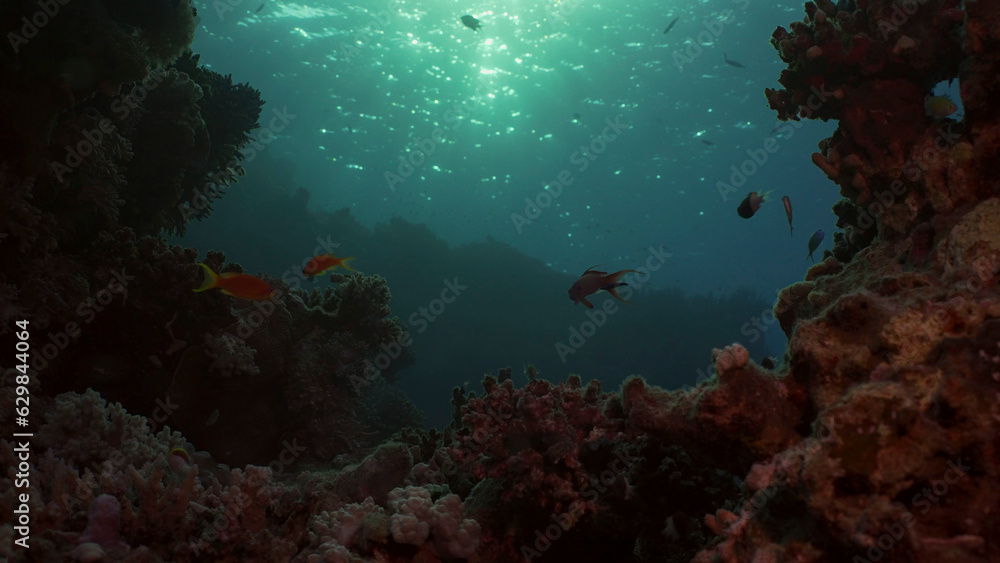 Fototapeta premium Silhouettes of tropical fish swims next to coral reef on surface water and setting sun background, backlighting (Contre-jour). Life on coral reef during sunset, Red sea, Egypt