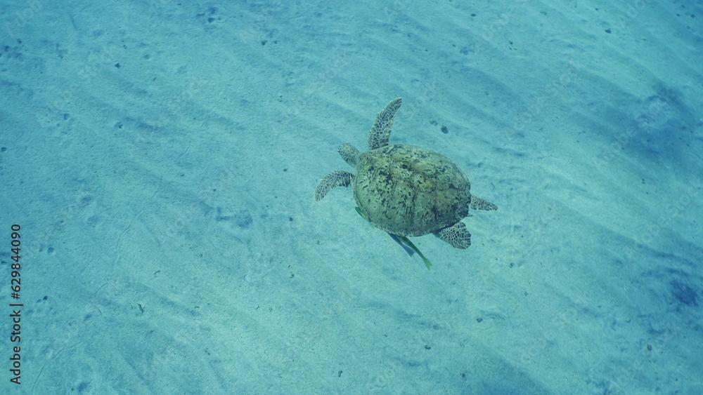 Obraz premium Top view of Great Green Sea Turtle (Chelonia mydas) floating in the deep ocean over sand seabed, Wide-angle shot, Red sea, Egypt