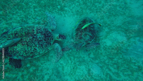 Two Sea turtles graze on the seabed eating green algae. Two Great Green Sea Turtle (Chelonia mydas) with Remorafish on shell eats Smooth ribbon seagrass (Cymodocea rotundata) Red sea, Egypt photo