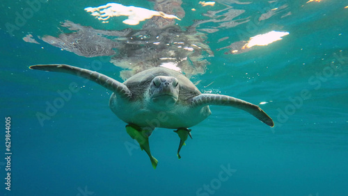Great Green Sea Turtle (Chelonia mydas) is resting on surface of water and looks at camera, Red sea, Egypt