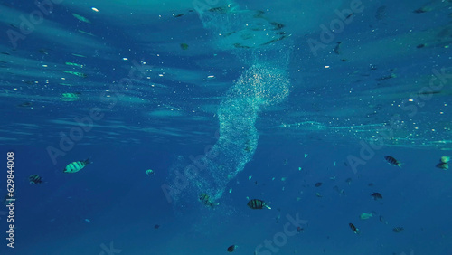 Colonial Pyrosoma Tunicates drifts under surface of blue water in sunlights. Pyrosomes, colony hundreds to thousands individuals called zooids, cloned from one egg and bound together, Red sea, Egypt photo