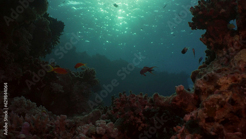 Silhouettes of tropical fish swims next to coral reef on surface water and setting sun background, backlighting (Contre-jour). Life on coral reef during sunset, Red sea, Egypt