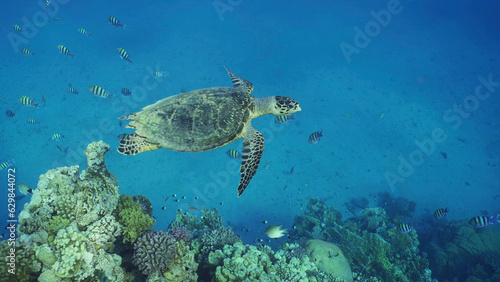 Hawksbill Sea Turtle or Bissa (Eretmochelys imbricata) swims above coral reef with colorful tropical fish swimming around it, Red sea, Egypt