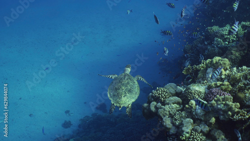 Top view of Hawksbill Sea Turtle or Bissa (Eretmochelys imbricata) swims above coral reef with colorful tropical fish swimming around it, Red sea, Egypt